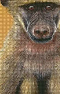 (image for) Baboon
